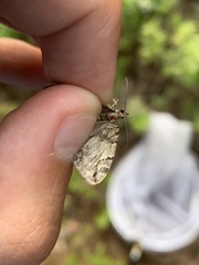 Hydriomena perfracta