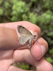 Hydriomena perfracta