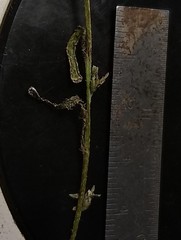 Plagiobothrys bracteatus