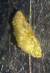 Plagiobothrys bracteatus