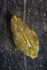 Plagiobothrys bracteatus