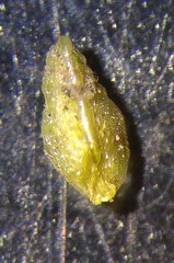 Plagiobothrys bracteatus