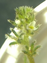 Plagiobothrys bracteatus