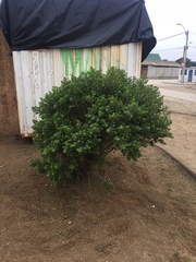 Baccharis vernalis