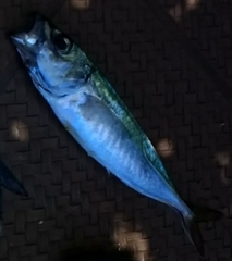 Trachurus symmetricus