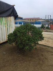 Baccharis vernalis