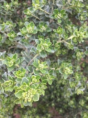 Baccharis vernalis
