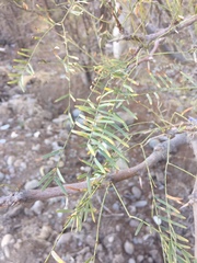 Prosopis chilensis