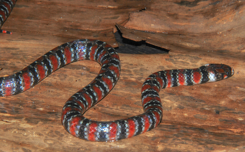 False Coral Snake