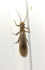 Acroneuriinae