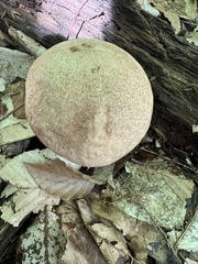 Leccinum flavostipitatum