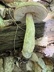 Leccinum flavostipitatum