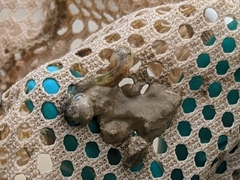 Ambystoma macrodactylum