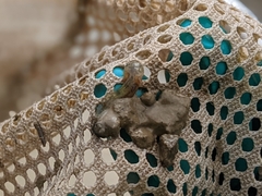 Ambystoma macrodactylum