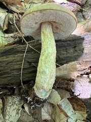 Leccinum flavostipitatum