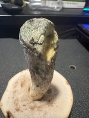 Leccinum flavostipitatum