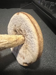 Leccinum flavostipitatum
