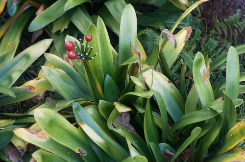 Clivia miniata