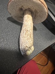 Leccinum flavostipitatum