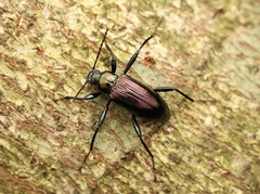 Strongylium viridicolle