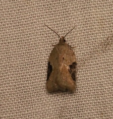 Acleris subnivana
