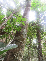 Protium paniculatum