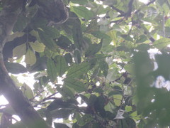 Protium paniculatum