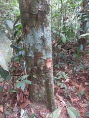 Protium paniculatum