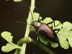 Strongylium viridicolle