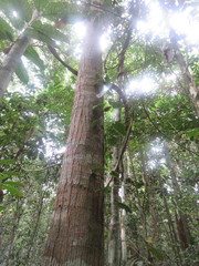 Cedrelinga cateniformis