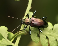 Strongylium viridicolle