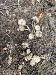 Mycena overholtsii