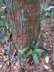 Cedrelinga cateniformis