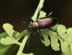 Strongylium viridicolle