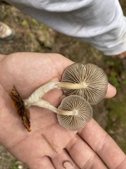 Mycena overholtsii