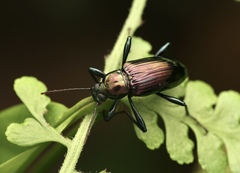 Strongylium viridicolle