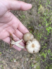Mycena overholtsii