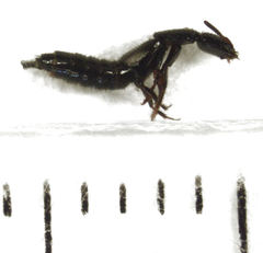 Phacophallus parumpunctatus