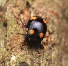 Hemicera juncta