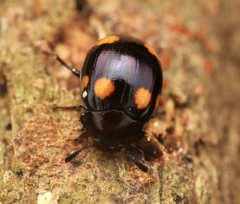 Hemicera juncta
