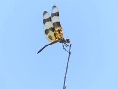 Celithemis eponina