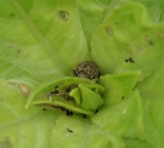 Acanthoscelidius acephalus