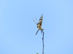 Celithemis eponina