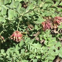 Hosackia crassifolia