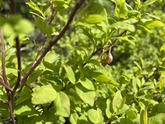 Vaccinium myrtillus
