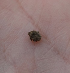 Acanthoscelidius acephalus