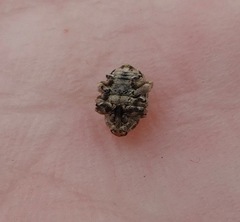 Acanthoscelidius acephalus