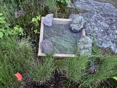 Chrysemys picta marginata