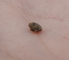 Acanthoscelidius acephalus