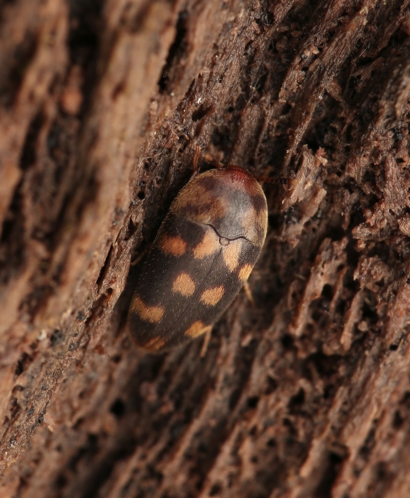 Holostrophus from Upper Thomson Rd, Singapore on November 6, 2021 at 02